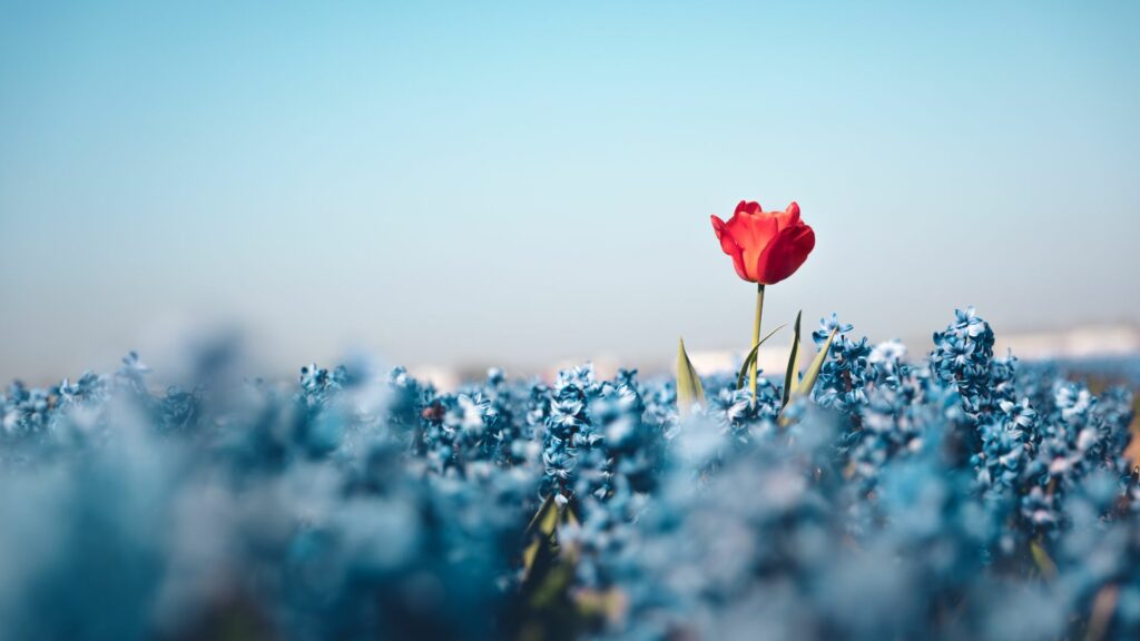 Une fleur rouge qui émerge de la prairie, métaphore du photographe qui possède un blog