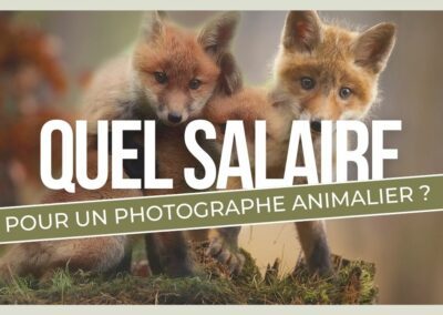 Salaire photographe animalier : combien peut-il gagner ?