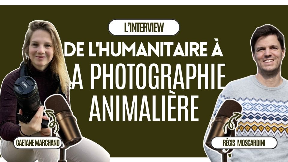 illustration de la photographe animalière professionnelle Gaétane Marchand